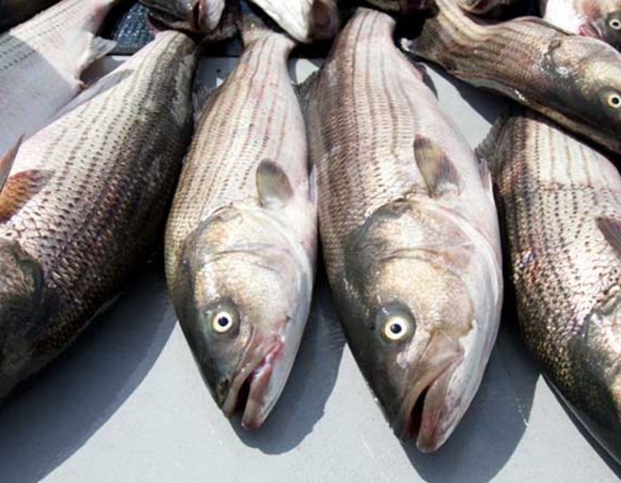 Fishing for Striped Bass, Blues, Cod, Flounder, Black Fish 6 charter boats in narragansett ri-065