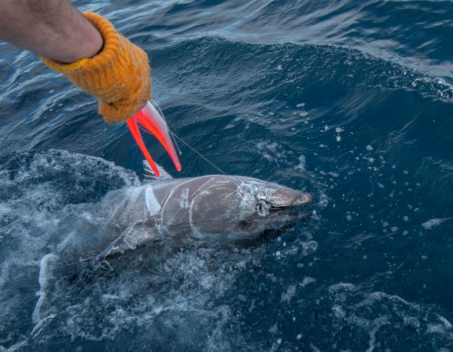 Bass Fishing & Shark Fishing 11 bass fishing shark fishing 000